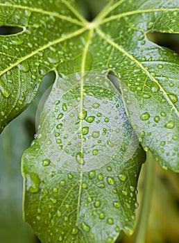 Fig tree leaf close up shot
