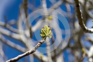 A fig tree leaf