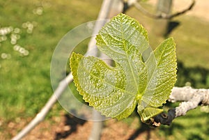 Fig tree leaf