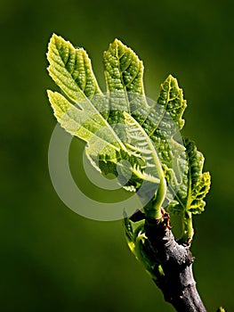 Fig tree leaf