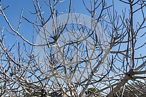Fig Tree leafless in winter