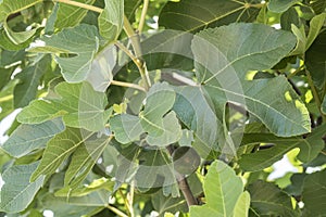 Fig tree, leafs, unripe figs