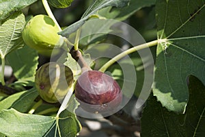 Fig on tree between the leaves