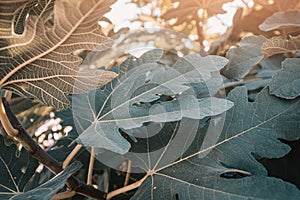 Fig tree leaves close-up