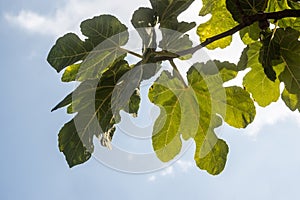 Fig tree leaves close up.