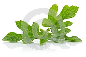 Fig tree leaves on white background