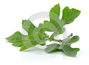 Fig tree leaves isolated on white