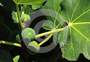 Fig tree, leaves and unripe green figs. Ficus Carica. Portugal.