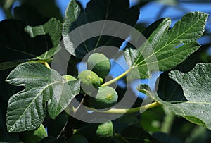 Fig tree, leaves and unripe green figs. Ficus Carica. Portugal.