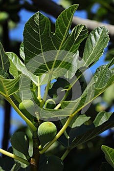 Fig tree, leaves and unripe green figs. Ficus Carica. Portugal.