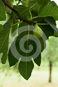 Fig tree, Lucca, Tuscany , Italy