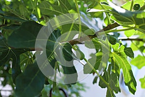 Fig tree. Ripe fig fruits on tree branch.Green figs in a sunny day.Growing fig fruit