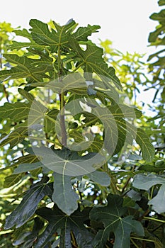 Fig tree. Ripe fig fruits on tree branch.Green figs in a sunny day.Growing fig fruit