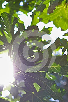 Fig tree. Ripe fig fruits on tree branch.Green figs in a sunny day.Growing fig fruit. Backlit. Full sun lights