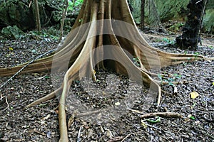 Fig tree root buttress