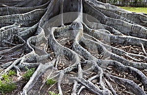 Fig Tree Roots