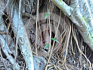 Fig tree roots