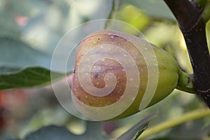 Fig tree on a tree shot in close-up