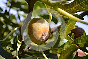 Fig tree on a tree shot in close-up