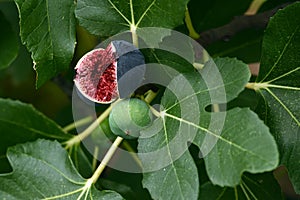 Fig Tree, Tuscany, Italy