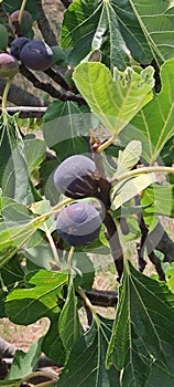 Fig tree in Tuscany Italy