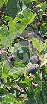 Fig tree in Tuscany Italy