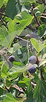 Fig tree in Tuscany Italy