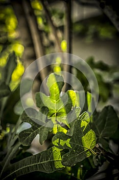 Fig tree under sunlight