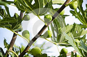 Fig Tree 2 photo