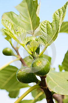 Fig tree with unripe figs, close up