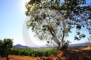 Fig tree in vineyard