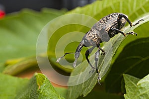 Fig tree weevil aclees cribratus Gyllenhy. This beetle native to Southeast Asia is infesting the fig trees of central Italy