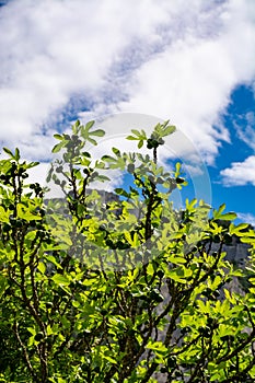 Fig tree with young green fruits in sunlights