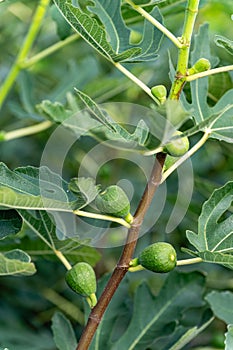 Fig tree with young unripe figs fruit, close-up