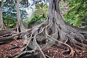 Fig trees