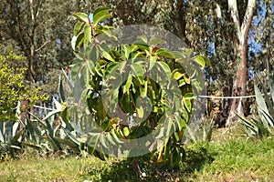 Fig trees plant