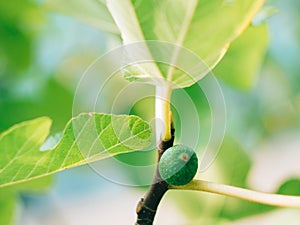 Fig trees, small fruits. Ripening figs