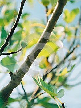 Fig trees, small fruits. Ripening figs