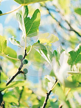 Fig trees, small fruits. Ripening figs