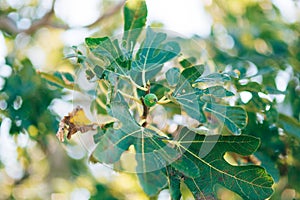 Fig trees, small fruits. Ripening figs