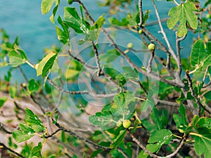 Fig trees, small fruits. Ripening figs