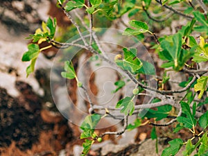 Fig trees, small fruits. Ripening figs