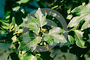 Fig trees, small fruits. Ripening figs on tree