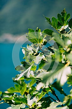Fig trees, small fruits. Ripening figs on tree