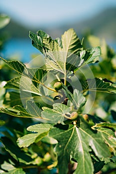 Fig trees, small fruits. Ripening figs on tree