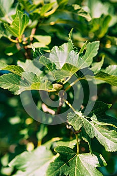 Fig trees, small fruits. Ripening figs on tree