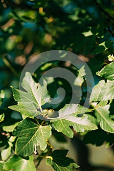 Fig trees, small fruits. Ripening figs on tree