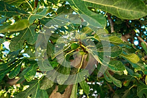 Fig trees, small fruits. Ripening figs on tree