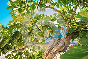 Fig trees, small fruits. Ripening figs on tree