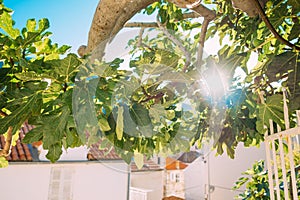 Fig trees, small fruits. Ripening figs on tree